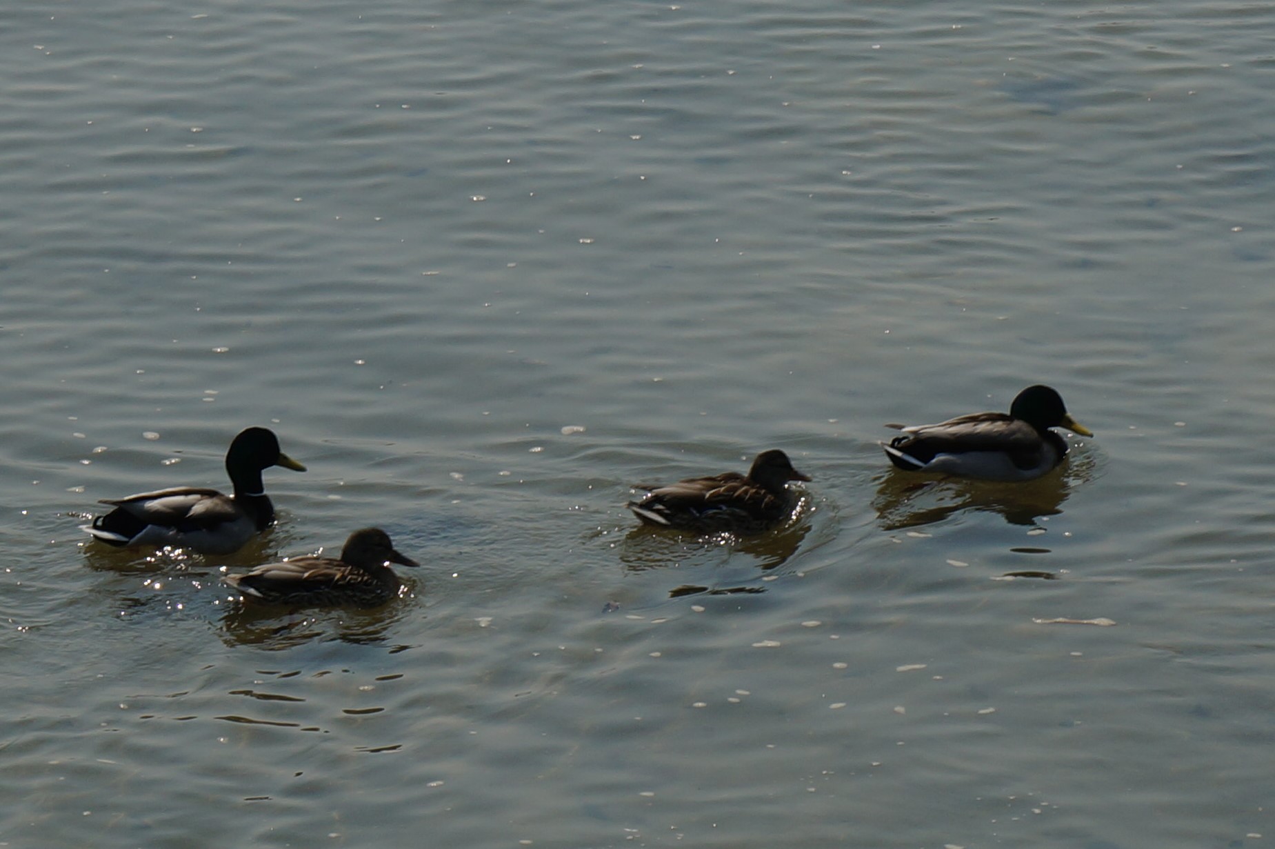 DSC01112.JPG