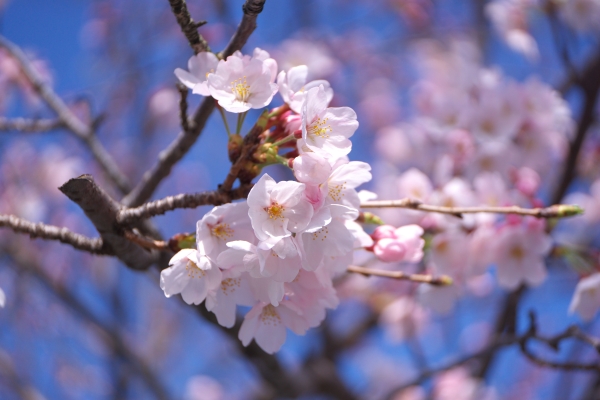 DSC01140-2.jpg