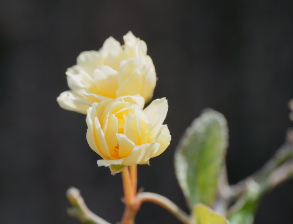 DSC01979-2.jpg