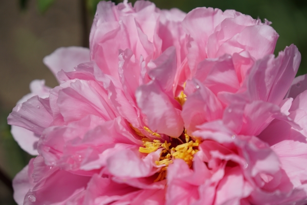 DSC00063.JPG