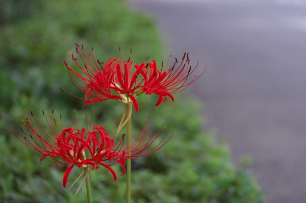DSC00854-3.jpg