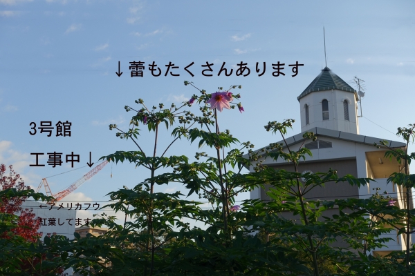 DSC00179のコピーのコピー.jpg