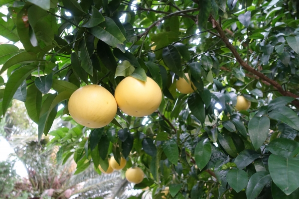 DSC00247.JPG