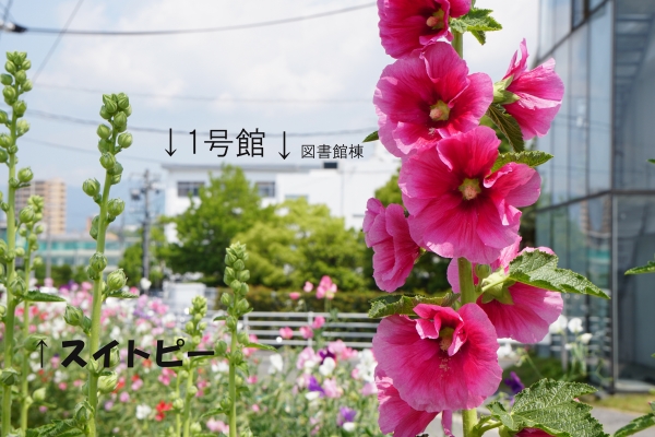 TKM01926のコピー.jpg