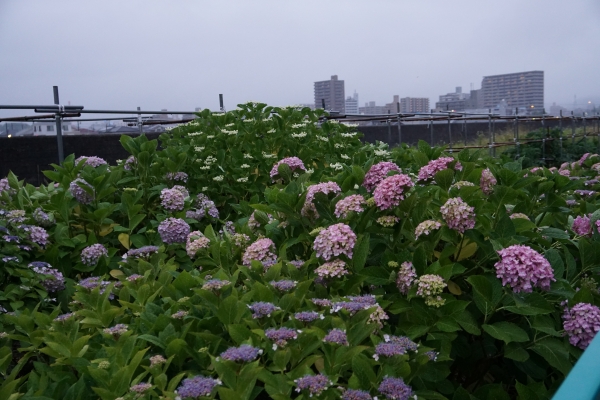 DSC00028.JPG