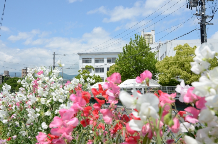 5月スイトピー.JPG